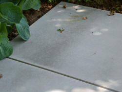 Trace végétale sur les dalles béton