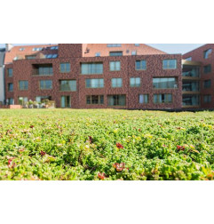 Vorkultivierter Sedumziegel für Gründach - ECCOsedum - ECCO