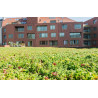 Pre-cultivated sedum tile for green roof - ECCOsedum - ECCO Pre-cultivated sedum tile for green roof - ECCOsedum - ECCO