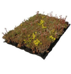 Telhado verde Dalle Nidasedum
