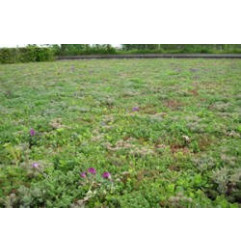 Toit vert Dalle Nidasedum