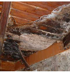 علاج العفن الجاف - مضاد للفطريات - أوكسى