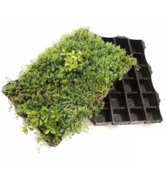 Sedum StockDrain 80 - 预先栽培的绿色屋顶砖 - MatGeco