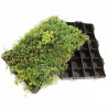 Sedum StockDrain 80 - Tegola verde precoltivata - MatGeco Sedum StockDrain 80 - Tegola verde precoltivata - MatGeco