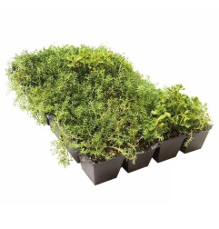 Sedum StockDrain 80 - بلاطة مسبقة الزراعة للسقف الأخضر - MatGeco