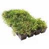 Sedum StockDrain 80 - Telha de telhado verde pré-cultivada - MatGeco