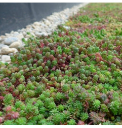 Sedum StockDrain 80 - Tegola verde precoltivata - MatGeco