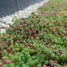 Sedum StockDrain 80 - 预先栽培的绿色屋顶砖 - MatGeco Sedum StockDrain 80 - 预先栽培的绿色屋顶砖 - MatGeco
