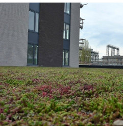 Sedum StockDrain 80 - Voorbegroeide groendakpan - MatGeco