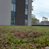 Sedum StockDrain 80 - Vorkultivierte Fliese für Gründächer - MatGeco Sedum StockDrain 80 - Vorkultivierte Fliese für Gründächer - MatGeco