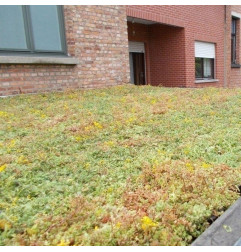 Sedum StockDrain 80 - Tegola verde precoltivata - MatGeco