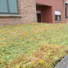 Sedum StockDrain 80 - Voorbegroeide groendakpan - MatGeco Sedum StockDrain 80 - Voorbegroeide groendakpan - MatGeco