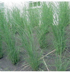 Weedtex - Géotextile anti-mauvaises herbes - Matgeco