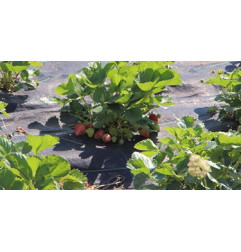 Isotex GC 105 - Tecido Mulching - Insulco