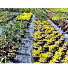 Isotex GC 105 - Tela para acolchado - Insulco