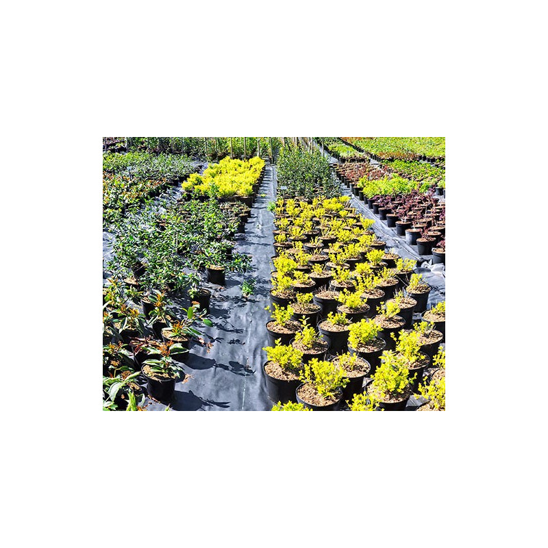 Isotex GC 105 - Mulching fabric - Insulco Isotex GC 105 - Mulching fabric - Insulco