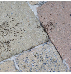 HGX Boîte anti-fourmis intérieur et extérieur - HG