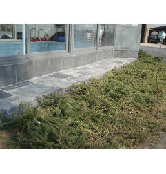 فانكوفر - بافيس - بواما ستون
