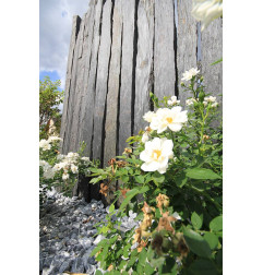 Вера - Палиссаде - Баума Стоун