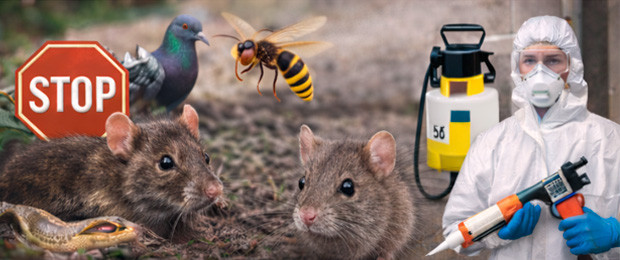 Nuisibles – Solutions professionnelles & matériel anti-intrusion