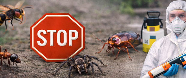 Anti-insectes – Solutions professionnelles contre insectes nuisibles