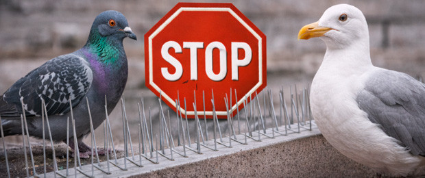 Anti-pigeons & oiseaux – Protection du bâtiment