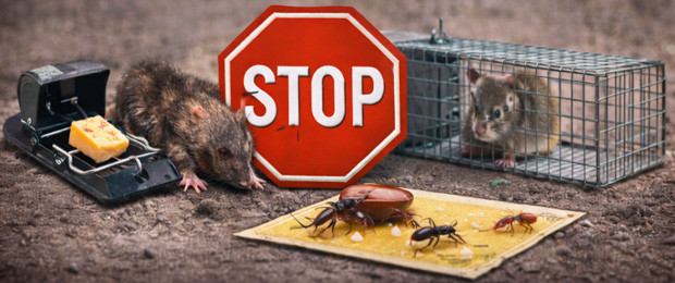 Pièges anti-nuisibles – Matériel professionnel