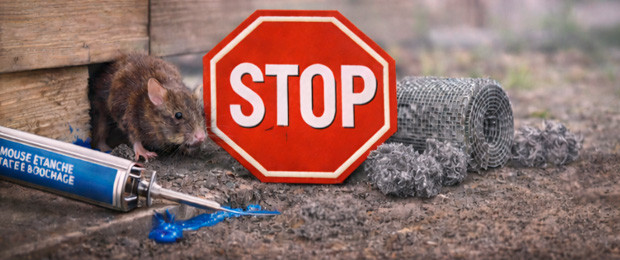 Anti-intrusion nuisibles – Protection du bâtiment