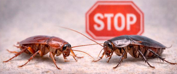 Anti-cafards & blattes