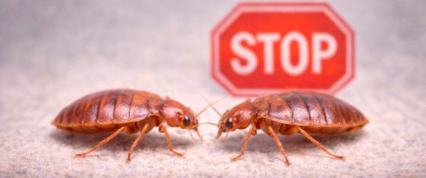 Anti-punaises de lit