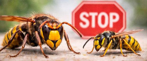 Anti-guêpes & frelons