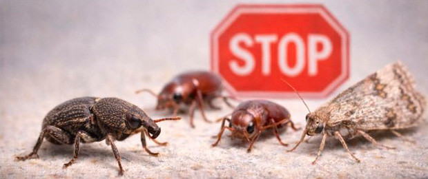 Anti-charançons & insectes des denrées stockées