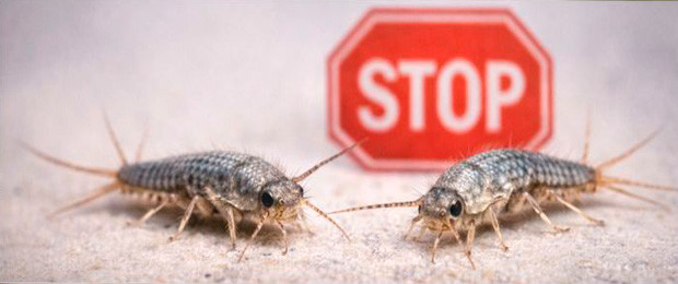 Anti-poissons d’argent | Solutions professionnelles | Pierre & Sol