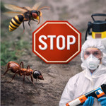 Anti-insectes – Solutions professionnelles contre insectes nuisibles