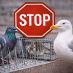 Anti-pigeons & oiseaux – Protection du bâtiment