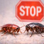 Anti-cafards & blattes