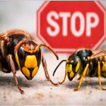 Anti-guêpes & frelons
