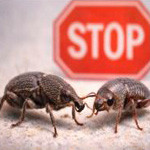 Anti-charançons & insectes des denrées stockées