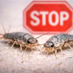 Anti-poissons d’argent