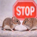 Anti-mulot & campagnol