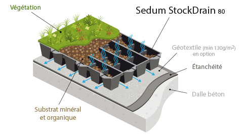 Vassoio Sedum per l'inverdimento estensivo del tetto